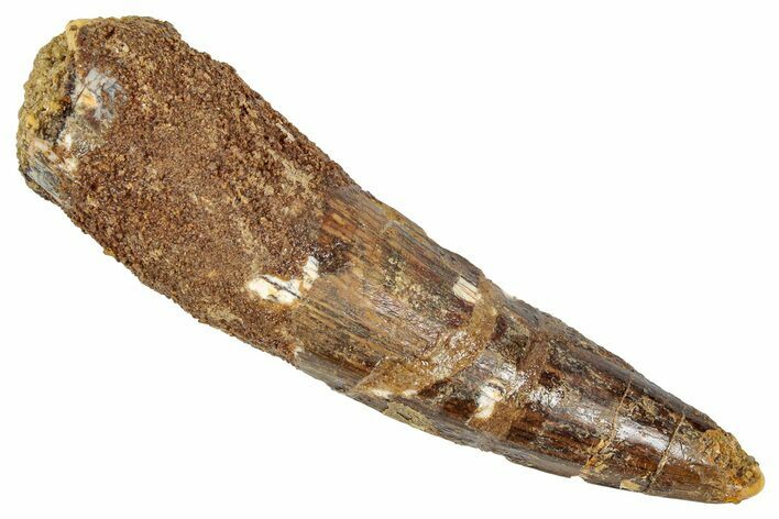 Fossil Spinosaurus Tooth - Real Dinosaur Tooth #348599
